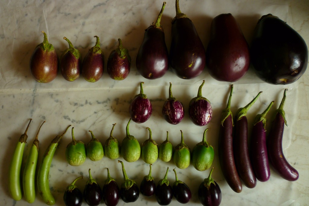 brinjal-taste-test-the-center-for-genomic-gastronomy