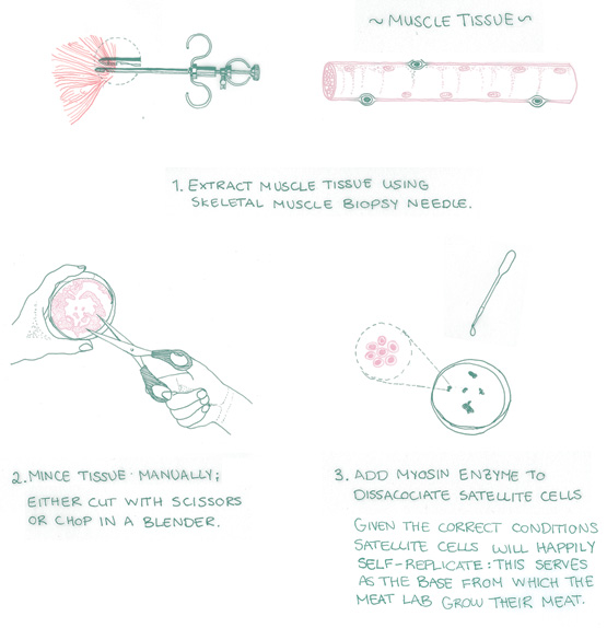 https://genomicgastronomy.com/wp-content/uploads/2016/02/CML_muscle-cell.jpg