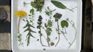 https://genomicgastronomy.com/wp-content/uploads/2026/04/IMG_6024-scaled-300x170.jpeg